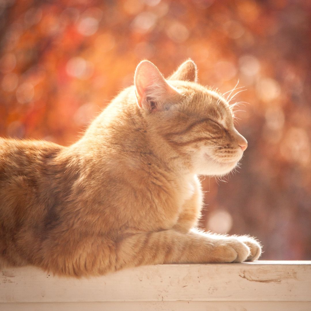 Animal Communication at Home - starting 4 February