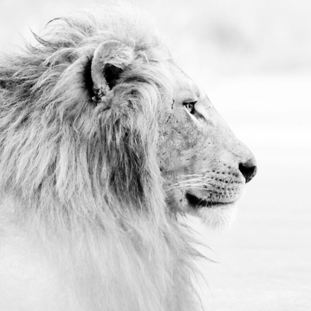 OUR WILD KIN - Live Online Course - Starting 8 July