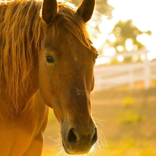 SoulTalk with Animals