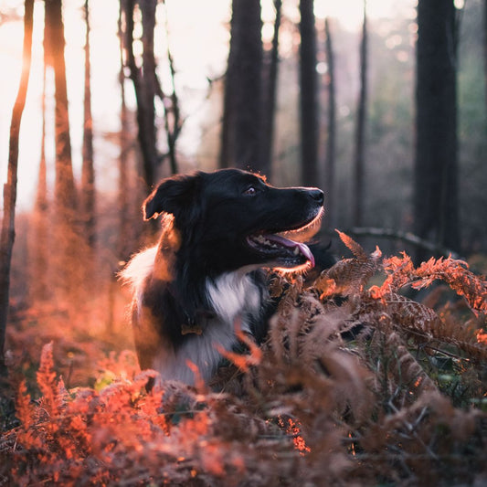 Death, Dying & Transformation