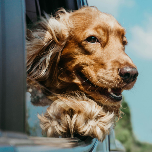 Lvl 2: Animal Communication for Healing & Change - Starting 8 April